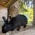Mini Rex Buck 2 thumbnail