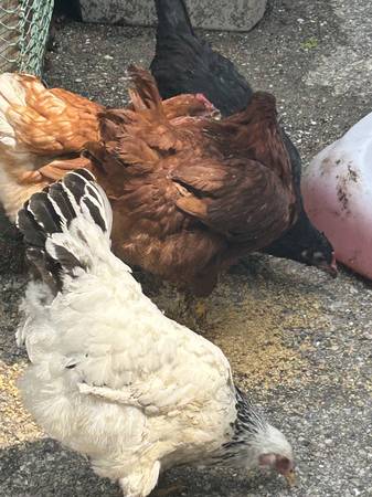 Ducks and chickens544369415008430081