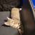 Kittens need new home! 2 thumbnail