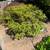Large Rododendron Height 6 Feet 1 thumbnail