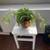 Indoor plants 1 thumbnail