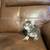 Kittens 13 thumbnail