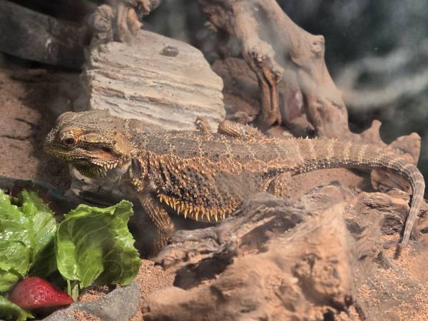 Colored Bearded Dragon w/ complete set up 1