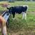 Steers 4 thumbnail