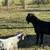 Goat Herd Billy 2 thumbnail
