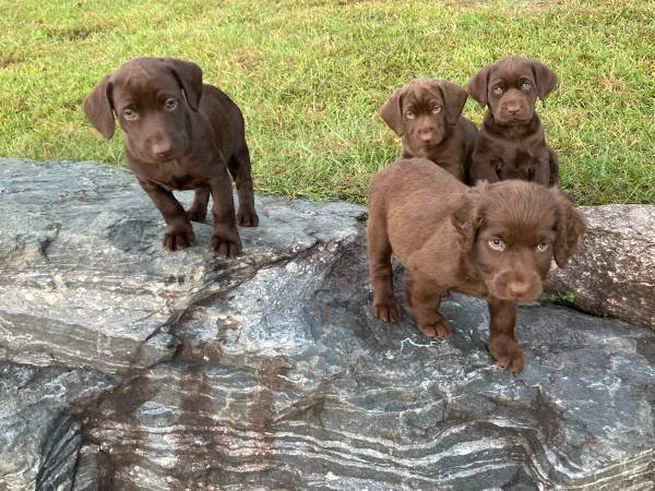 Lab/Boykin puppies (Brevard)64145662875139124