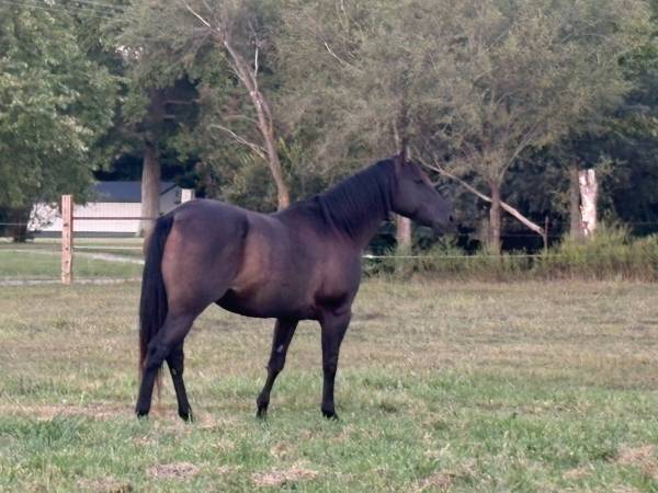 6 year old Registered Blue Roan Mare 1