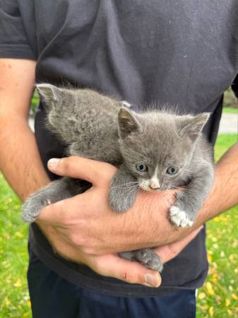 Beautiful kittens (Woodinville)