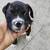 rehoming american pit x boxer puppies 10 thumbnail