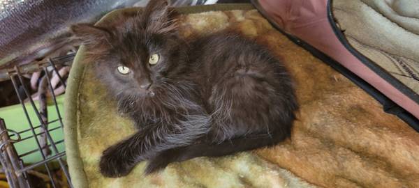 Adorable Long Haired Kittens (Custer)63919168481283121