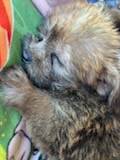 Fluffy puppy mix (San Diego)63914315392514122
