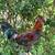 Gamefowl 3 thumbnail