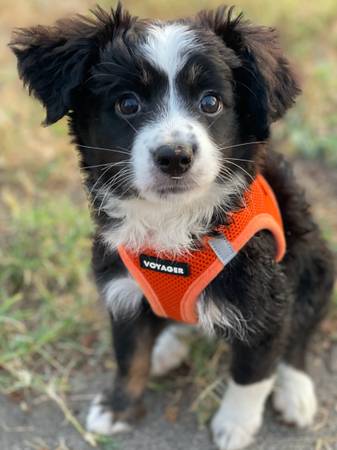 Mini Aussie Puppies (Columbia)63981874257410123
