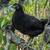 Young hens 6 thumbnail