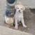 puppies 2 thumbnail
