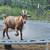 Herd needs rehoming 4 thumbnail