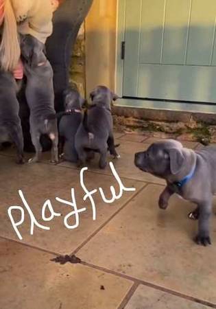 very Active Pitbull Puppy 1