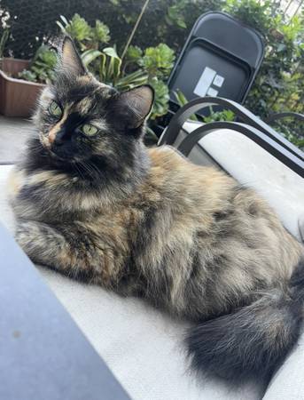 Female cat for a couple of months 1