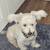 POMERANIAN MIX 1 thumbnail