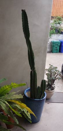 6ft Cactus 1