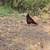 Rooster 6 thumbnail