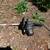 chain saw 2 thumbnail