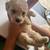 Toy poodle 19 thumbnail