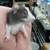 Rare odd eyed dumbo rats and Blue marten dumbo rats. 19 thumbnail