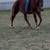 Gentle Beginner Gelding 13 thumbnail