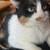 Calico Cat in need of rehoming 4 thumbnail