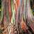 *Wholesale* Rainbow Eucalyptus Trees *Wholesale* 2 thumbnail