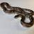 #1 California Kingsnake Adult Female 1 thumbnail