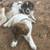 Two Great Farm Dogs in One - 1/2 Pyrenees;1/2 Blue Heeler 5 thumbnail