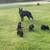 German sherpherd puppies!! 1 thumbnail