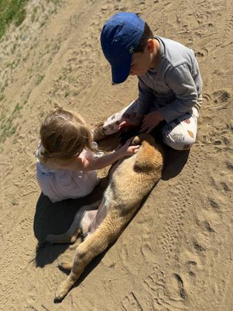 Smart Female St. Bernard / German Shepherd Mix – 6 Months Fully vaccinated (Santa Clarita)63829967794435123