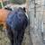 1/2 dexter 1/2 belted Galloway cross cow and heifer calf 2 thumbnail