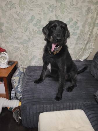 Rehoming - 50 $ (Abbeville)63440350011137123