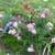 Lovely perennials 5 thumbnail