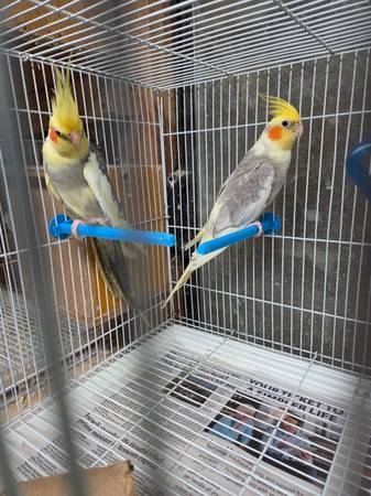 Cockatiels. 1