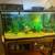 55 gallon fish tank and stand 5 thumbnail