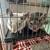 2 Male Chinchillas with Large Cage – Rehoming Fee 400 (OBO) 2 thumbnail