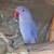 Indian ringneck 2 thumbnail
