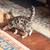 extra large hybrid kittens 3 thumbnail