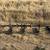 Implements scraper, 5 row corregator, spring harrow 5 thumbnail