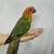Sun Conures 3 thumbnail