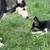 Gerberian Shepsky 3 thumbnail