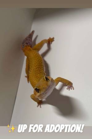Leopard geckos 1