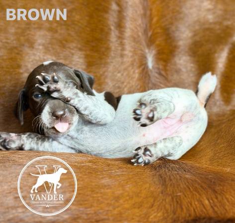 German Shorthaired Pointers 1