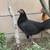 gamefowl/ pullet 1 thumbnail