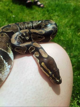 Ball python 1